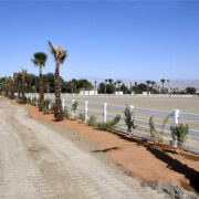 PVC fence next to palm trees in a desert setting