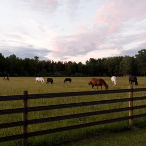 Per4mance Flex Fence