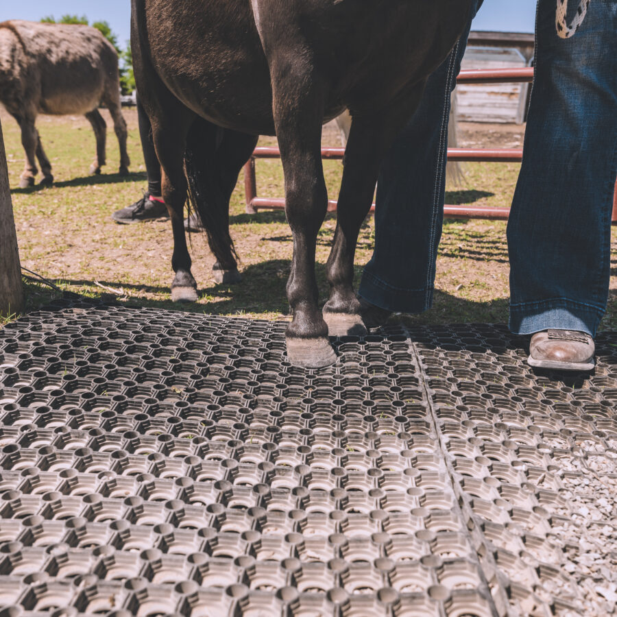 Ponies Edit7 Ponies Edit7