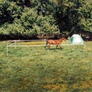 horse inside the Portable Electric Camping Corral 50x50 - White | RAMM