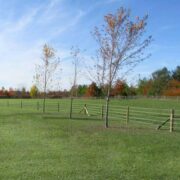 a coated wire fence in a field with trees