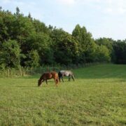 2 horses grazing in a large field with a coated wire fence behind them