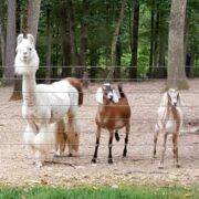 alpacas and goats behind a coated wore fence