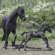 a black horse and foal in front of an electric fence