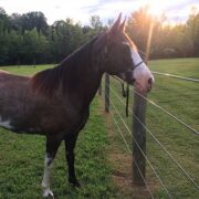 a brown horse with a white face facing a 4 rail shockline electric fence