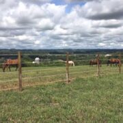 an electric fence in front of 4 horses