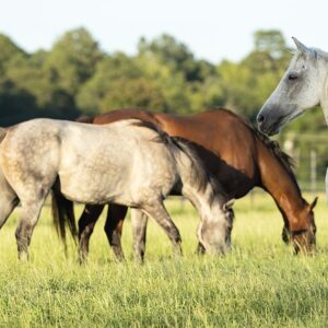Electric Horse Fence