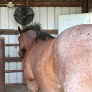 Agricultural basket fan installed in horse barn