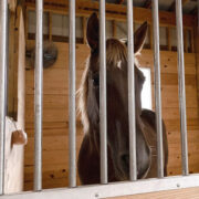 Agricultural basket fan installed in horse barn