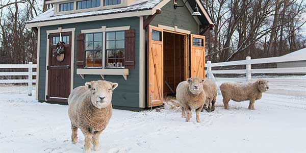 Three sheep in snowy field