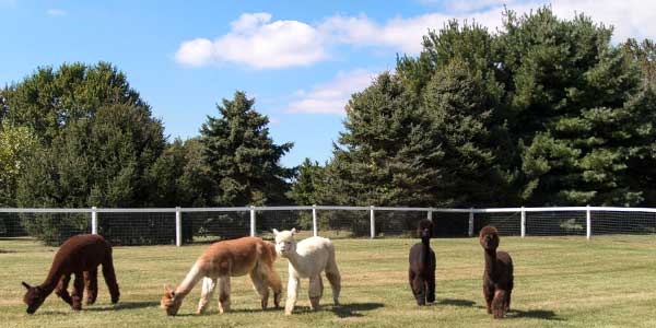 Lamas on Field