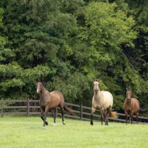 Flex Fence for Horses