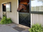 Dutch Door - Glass Panel