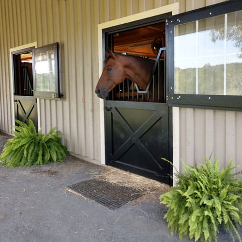 Dutch Door - Glass Panel