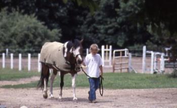 Introducing the Novice to the Equine Industry